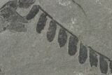 Pennsylvanian Fossil Fern (Neuropteris) Plate - Kentucky #137720-1
